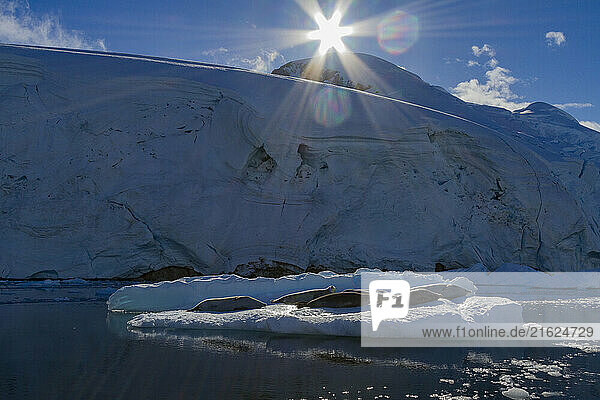 Crabeater seals (Lobodon carcinophaga) hauled out on ice floe in Neko Harbor near the Antarctic Peninsula  Antarctica  Polar Regions