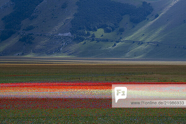 Poppies flowering during La Fioritura (The Flowering) on the Piano Grande (Great Plain)  Castelluccio  Umbria  Italy