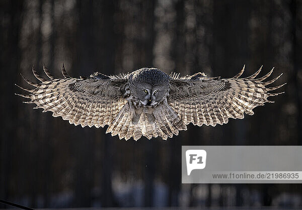 Great-grey owl (Strix nebulosa) in flight  Finland