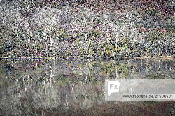 Trees reflected in Llyn Gwynant  Snowdonia National Park (Eryri)  Wales  United Kingdom