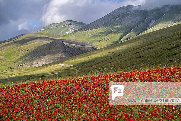 Poppies flowering during La Fioritura (The Flowering) on the Piano Grande (Great Plain)  Castelluccio  Umbria  Italy