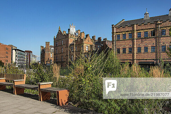 Wild planting  Grey to Green initiative  with Royal Exchange Buildings and Castle house behind  Castle Gate Quarter  Sheffield  Yorkshire  England