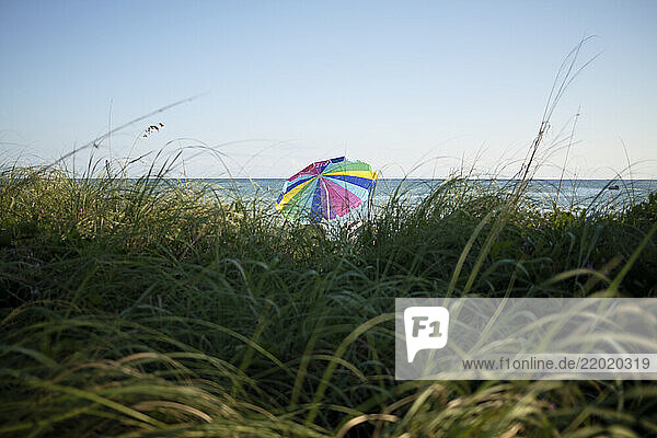 Colorful beach umbrella on a sunny day among tall grass by the ocean  Florida Keys  USA