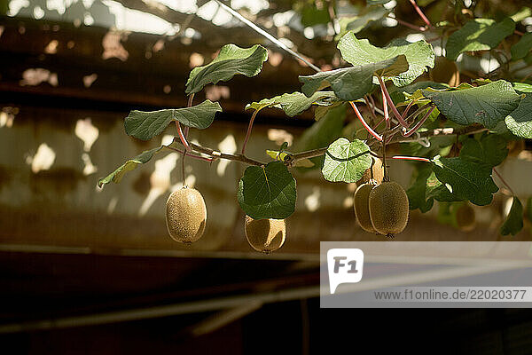 Kiwifruit hanging on vines with sunlight filtering through leaves  Japanese Alps  Shiba Onsen