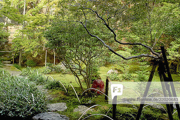 Serene Japanese garden with lush greenery  arching branches  and winding moss-covered path  Kanazawa  Japan