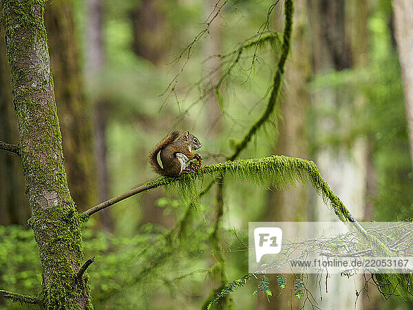 Squirrel sitting on moss covered branch  holding pine cone