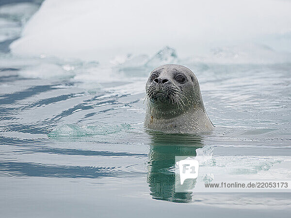 Seal in water near ice floe