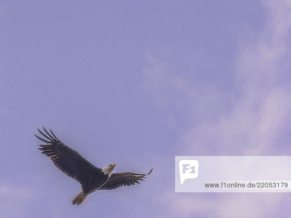 Bald eagle flying against sky
