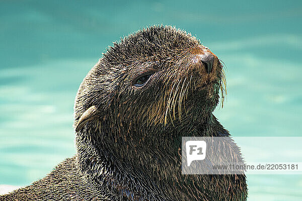 Close-up of sea lion by turquoise water