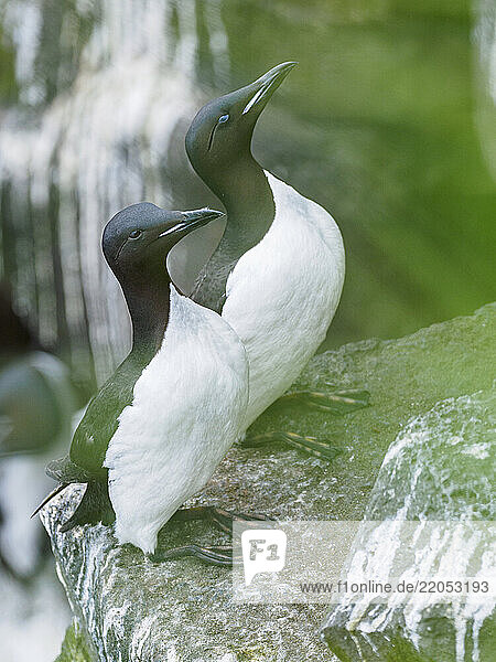 Common murres (Uria aalge) on rock
