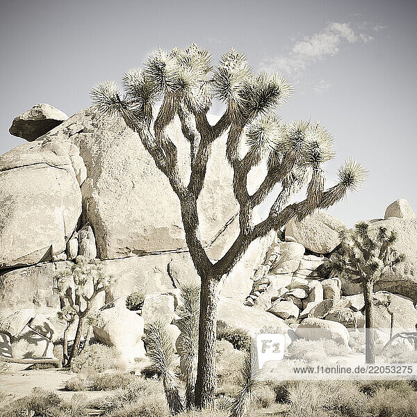 Joshua trees at Cap Rock in Joshua Tree National Park