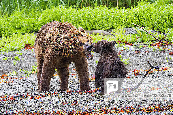 Brown bear adult with cub in meadow