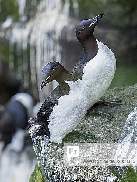 Common murres (Uria aalge) on rock
