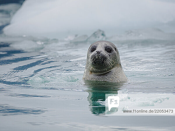 Seal in water near ice floe