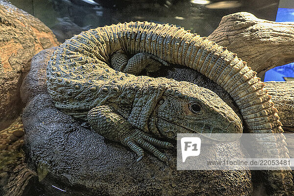 Dracaena lizard on rock in zoo