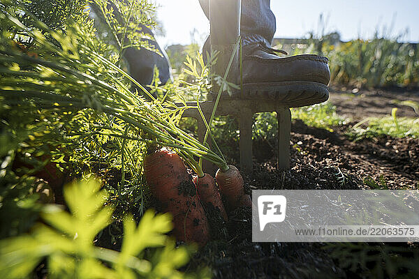 Senior man harvesting carrots in a sustainable garden during summer