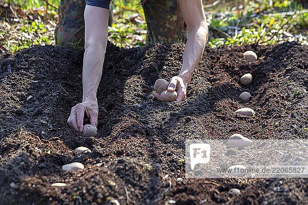 Diligent farmer planting potato seeds in nutrient-rich soil on a sunny day  guaranteeing a bountiful harvest.