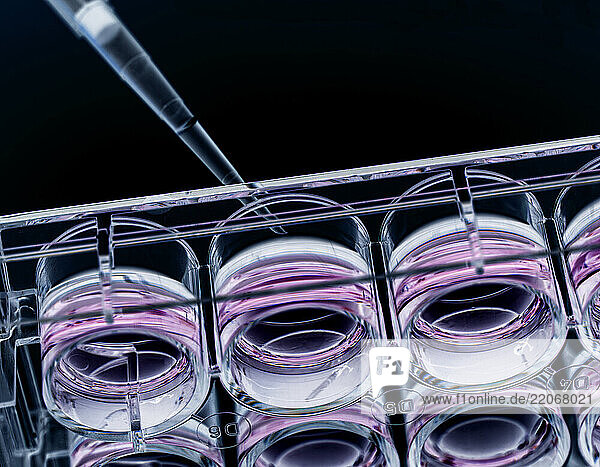 Pipetting sample into growth medium in a laboratory setting for life sciences research