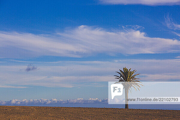 Spain  Canary Islands  Lanzarote. Palm tree on the horizon.