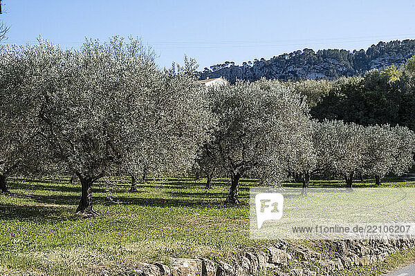 Europe  France  Var  La Cadi?re-d'Azur  field of olive trees