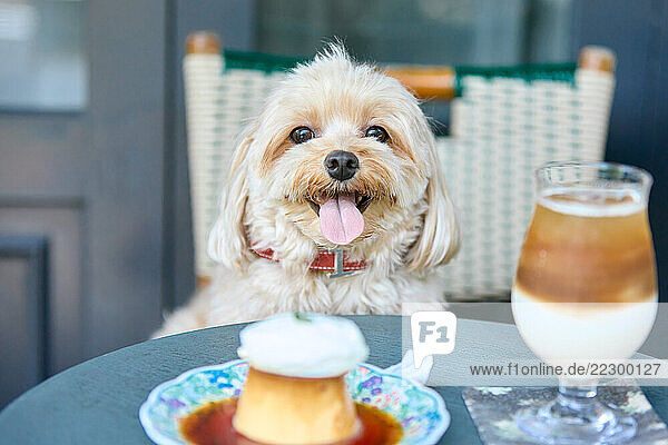 Dog Sitting At A Table With A Cup Of Coffee And Dessert