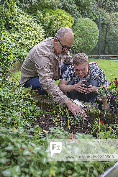 Mature father with adult son planting in garden