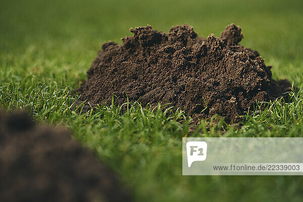 Close up dirt molehill in green grass