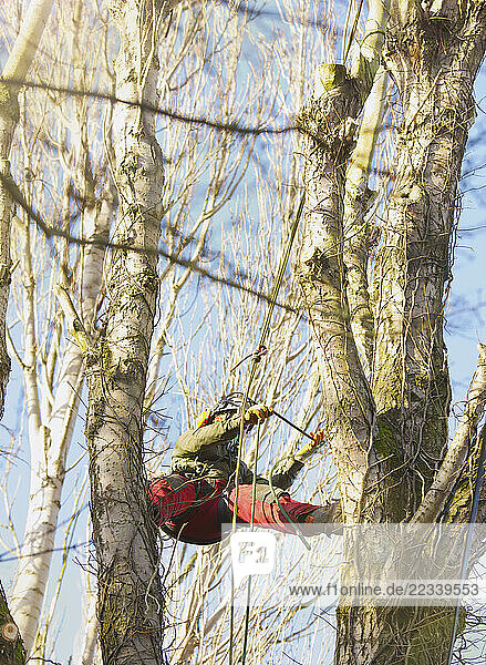 Tree Surgeon Working on Tree