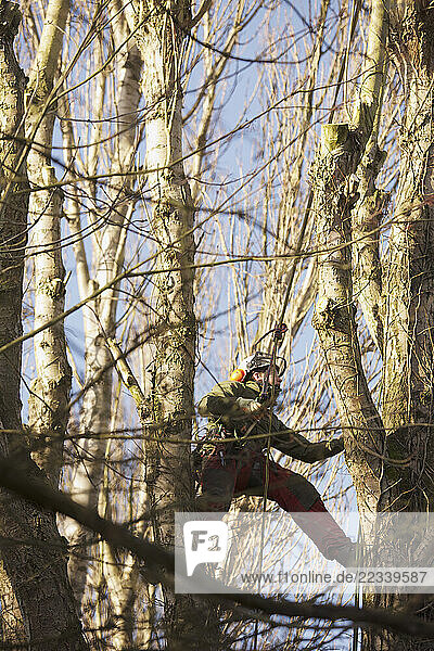Tree Surgeon Working on Tree