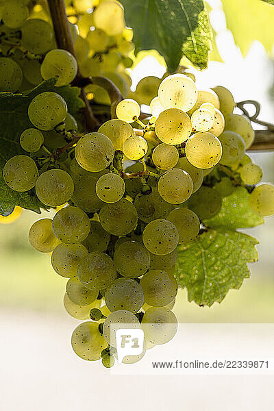 Close up sunlight over the top of a bunch of translucent green grapes growing on vineyard grapevine