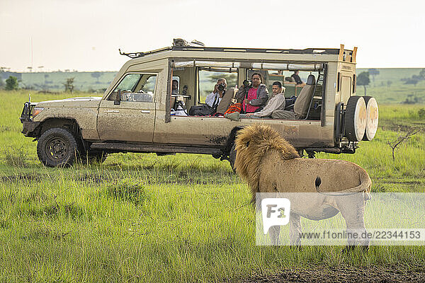 Male lion (Panthera leo) stands watching photographers in safari vehicle in Maasai Mara National Reserve; Narok  Masai Mara  Kenya