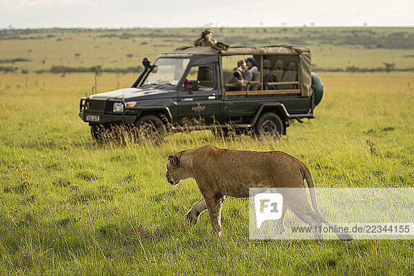 Lioness (Panthera leo) walks past safari truck in savannah in Maasai Mara National Reserve; Narok  Masai Mara  Kenya
