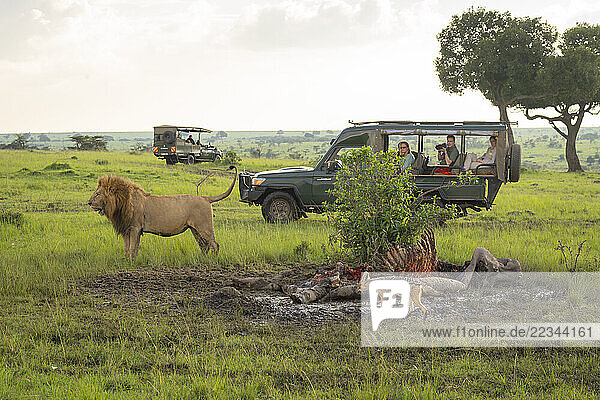 Male lion (Panthera leo) stands near photographers in jeep in Maasai Mara National Reserve; Narok  Masai Mara  Kenya