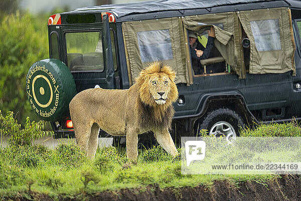 Male lion (Panthera leo) walks past safari vehicle on riverbank in Maasai Mara National Reserve; Narok  Masai Mara  Kenya