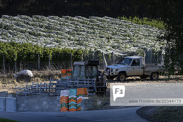 Equipment and supplies on a vineyard on a sunny day  with some of the rows of vines covered with a protective fabric; Apslawn  Tasmania  Australia