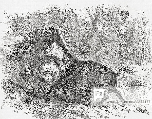 Fight between a bullock and a bison  seen during Captain John Palliser s British North American Exploring Expedition  1857 - 1861. From Le Tour du Monde  published Paris  1860.