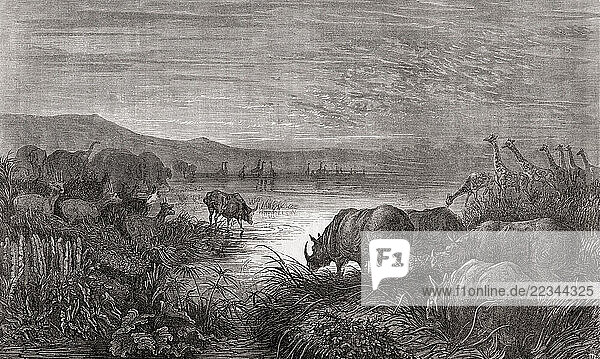 Wild animals at a watering hole  seen during Charles John Andersson s expedition to South Africa  1850 - 1860. After an engraving by Gustave Doré. From Le Tour du Monde  published Paris  1860.