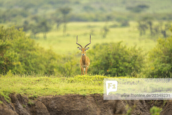 Male impala (Aepyceros melampus) stands facing camera in savannah in Maasai Mara National Reserve; Narok  Masai Mara  Kenya