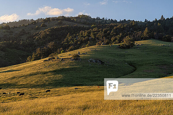 Beautiful hillside dotted with rocks and cows light by the setting sun; Julian  California  United States of America