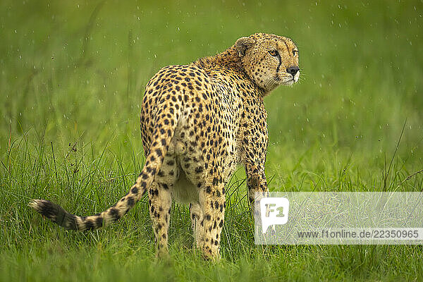 Female Cheetah (Acinonyx jubatus) stands on grass in rain in Maasai Mara National Reserve; Narok  Masai Mara  Kenya