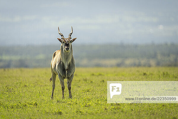 Common eland (Taurotragus oryx) standing on grass in sunshine in Maasai Mara National Reserve; Narok  Masai Mara  Kenya