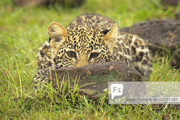 Leopard cub (Panthera pardus) lies behind rock in grass in Maasai Mara National Reserve; Narok  Masai Mara  Kenya