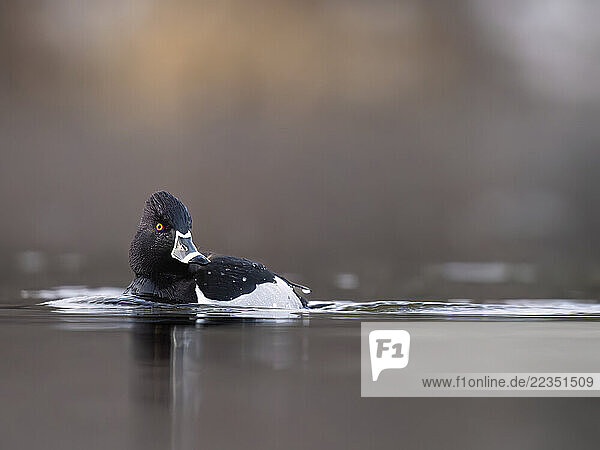 Drake Ring-necked duck (Aythya collaris) cruises the shoreline of a marsh in South-central Alaska in late April. These small diving ducks seek forage in relatively shallow ponds  estuaries  coastlines  marshes  sloughs and lakes. Despite the birds name  the faint copper-colored ring around drakes necks is visible only under perfect lighting conditions; Anchorage  Alaska  United States of America