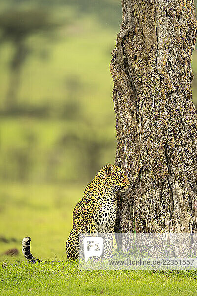 Female leopard (Panthera pardus) sits by tree looking up in Maasai Mara National Reserve; Narok  Masai Mara  Kenya