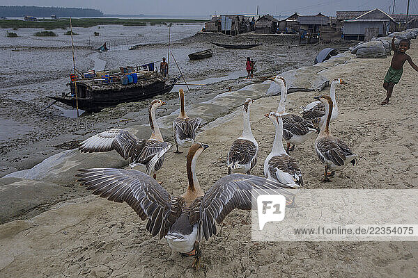 Boy playing with ducks at the Kalabogi village in Khulna  Bangladesh  on 30 August 2023. In the coastal areas of Southern Bangladesh like Kalabogi  people‘s livelihoods depend entirely on nature. Climate change has severe impacts on the natural environment. The consequences range from rising sea levels leading to salinization of soils and groundwater to erratic rainfall patterns and more frequent and destructive tropical cyclones. People living in coastal areas fight for their survival every day; Khulna  Dhaka  Bangladesh