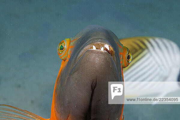 This Red-breasted wrasse (Cheilinus fasciatus) is missing a tooth on its upper jaw. These fish can reach up to 14 inches and are usually solitary; Guam  Micronesia