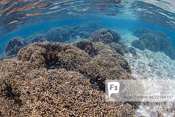 Abundant hard corals in the shallows of the Piti Bay marine preserve; Guam  Micronesia