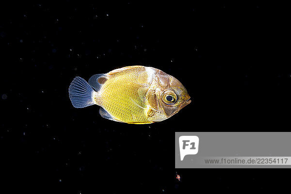 This is the tholichthys stage larva of a species of the butterflyfish. The species is likely a raccoon butterflyfish (Chaetodon lunula). This image was captured at night with the bottom 3000+ feet below  several miles off the island of Guam  Micronesia  around the Mariana Islands in the Philippine Sea; Guam  Micronesia