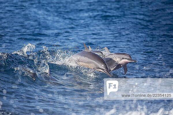 Spinner dolphins (Stenella longirostris) leap into the air off the island of Guam; Guam  Micronesia