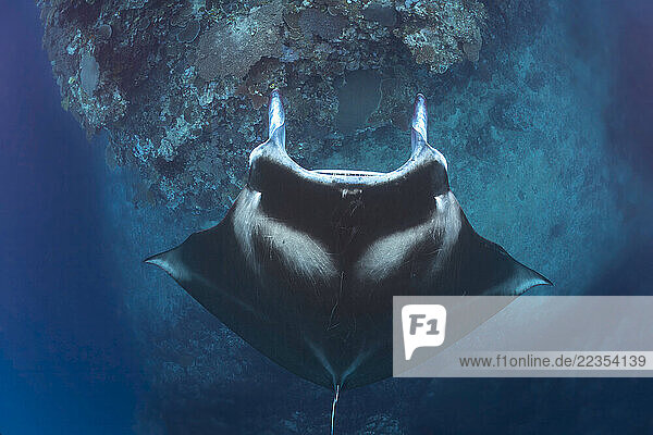 Manta ray (Mobula alfredi) gets close to the reef to be inspected by a small cleaner wrasse. This species was previously Manta alfredi; Fiji
